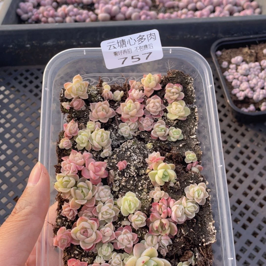 云糖心多肉植物757