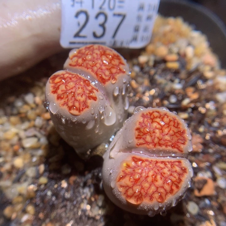 精品生石花120.237