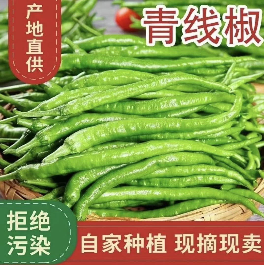云南新鲜线椒自家种植炒菜美味的应季蔬菜当天采摘发货