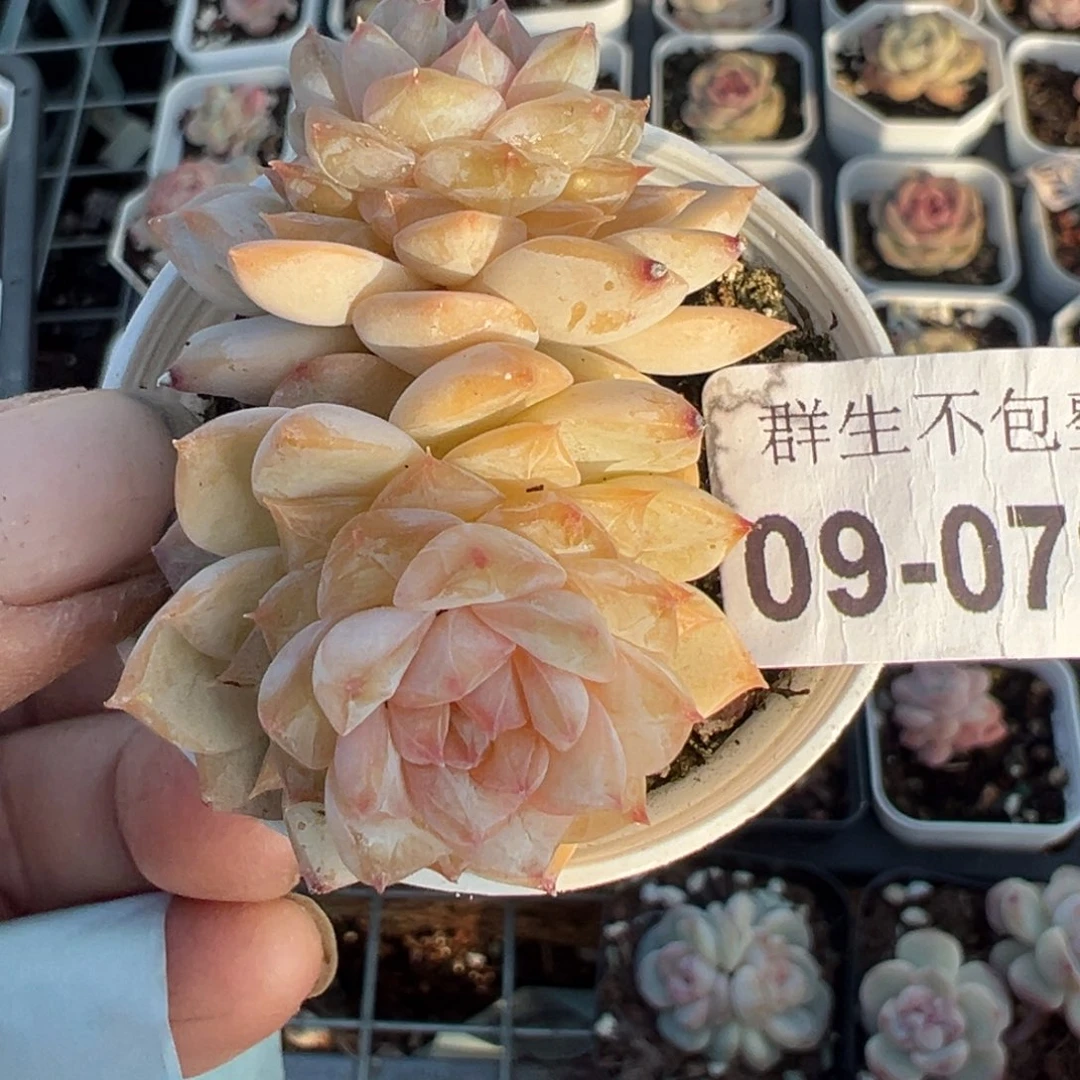 小卡拉米糖心一物一拍9-79