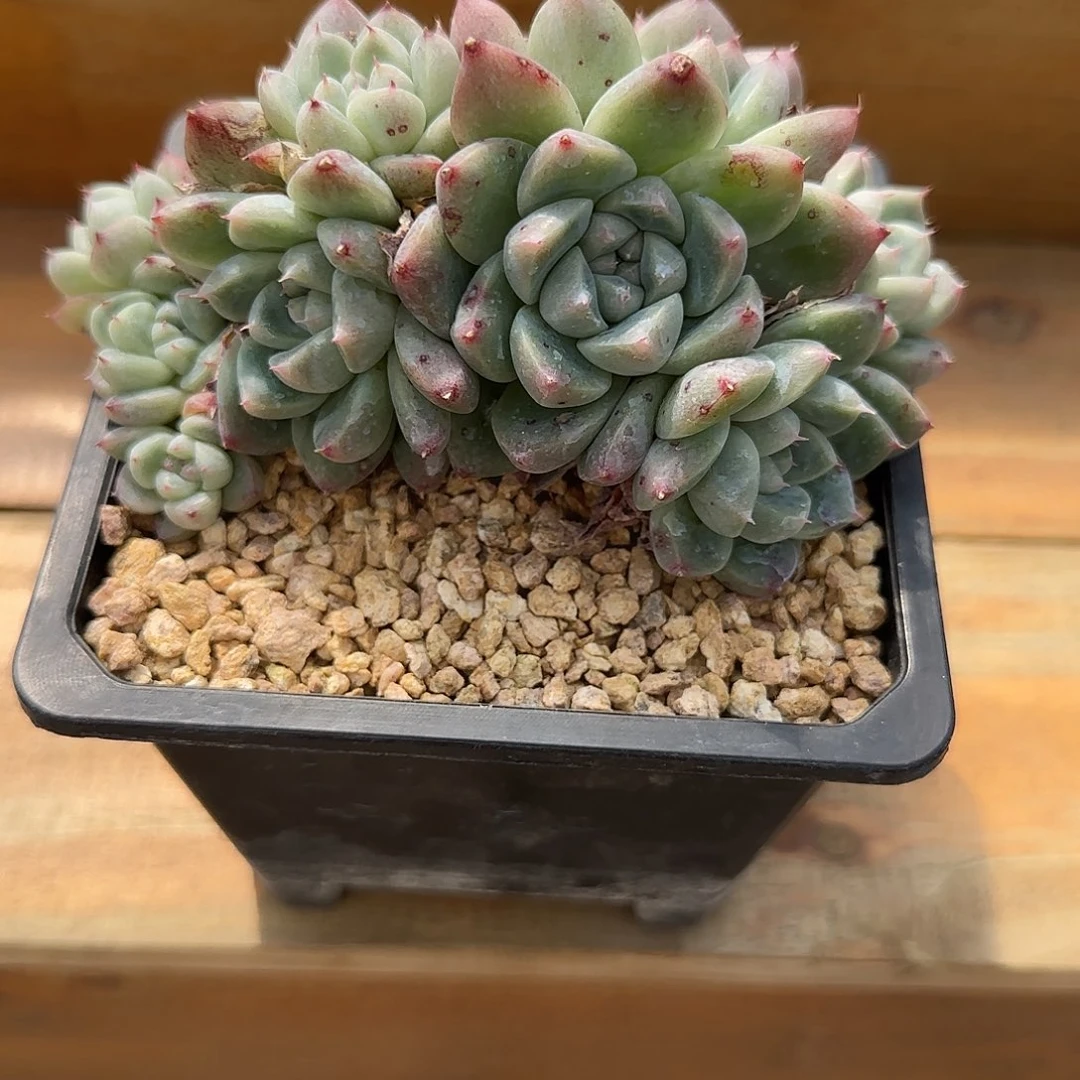 夏沫姐专拍佳人朵朵加保温