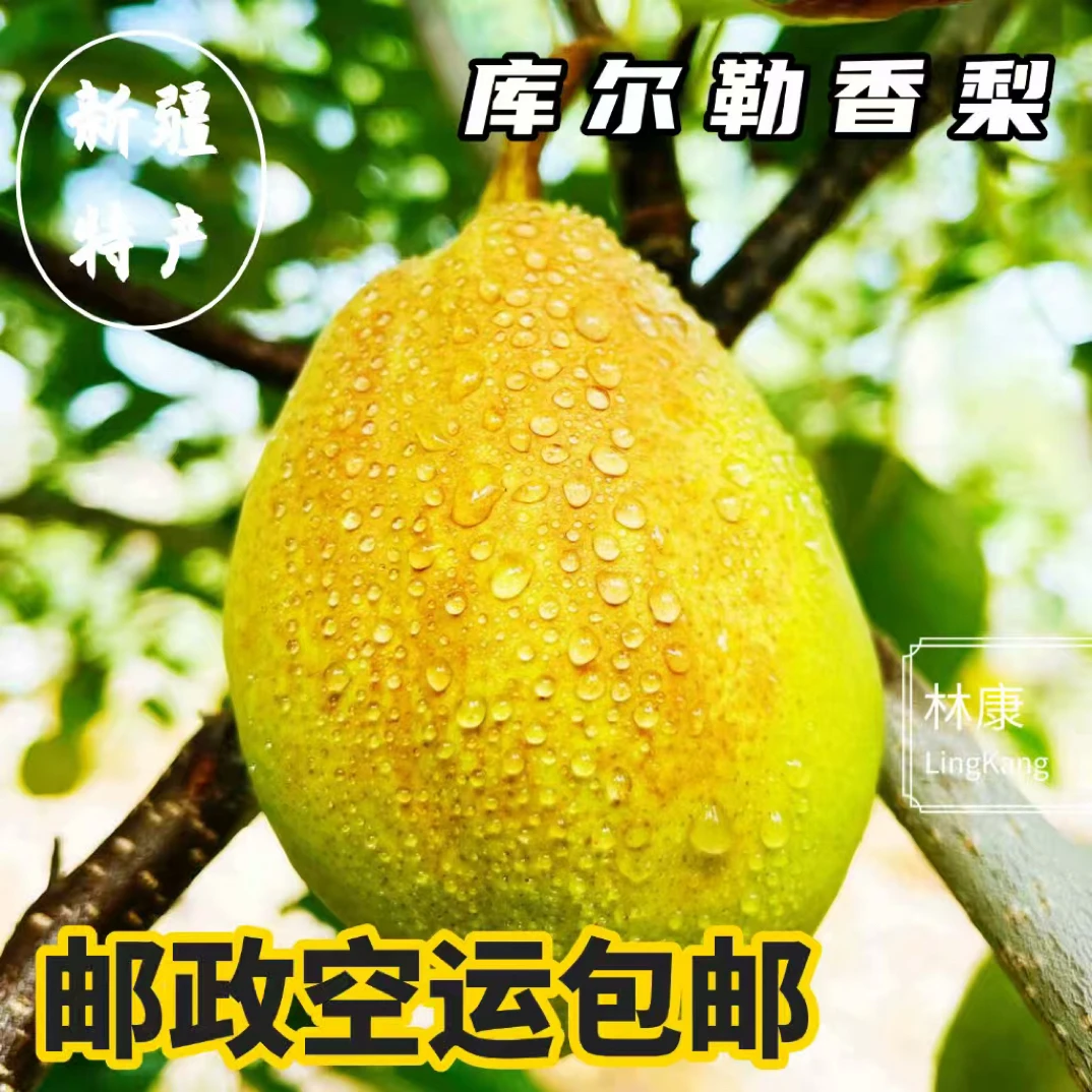 新疆库尔勒香梨 邮政空运包邮 脆甜多汁当季新鲜水果原产地直发
