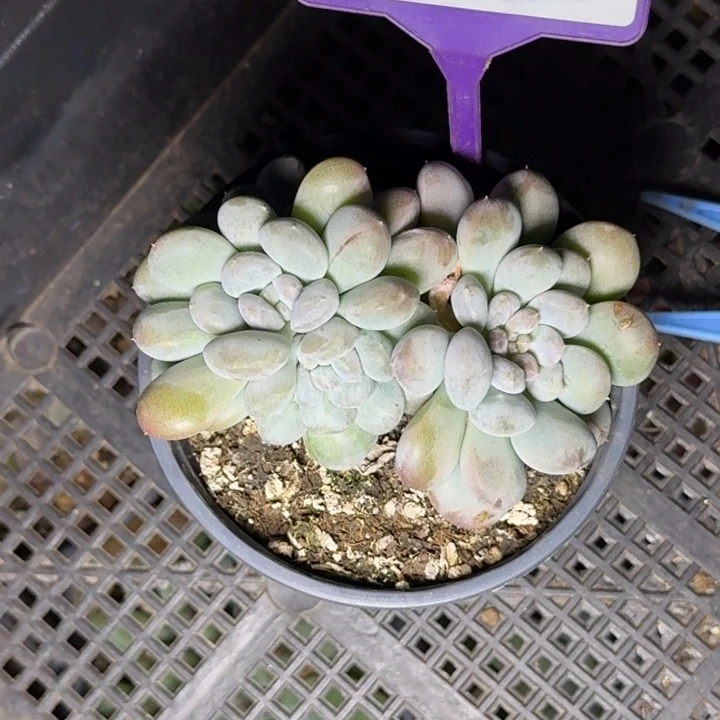 多肉植物菩提子群799