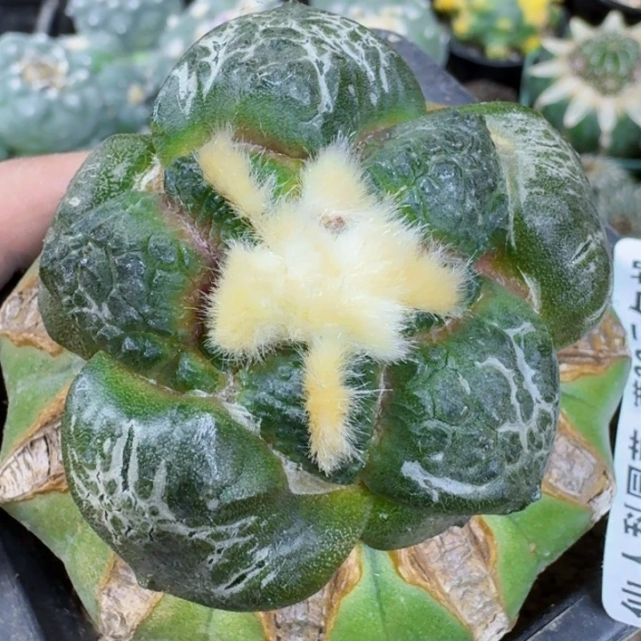 福利苗接大尤连山0735