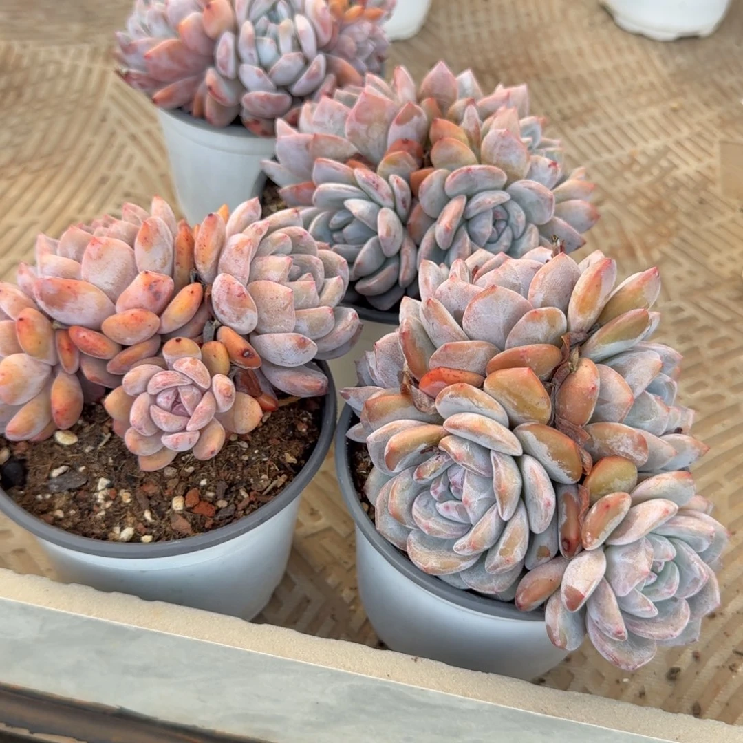 无花朵星影4头两颗