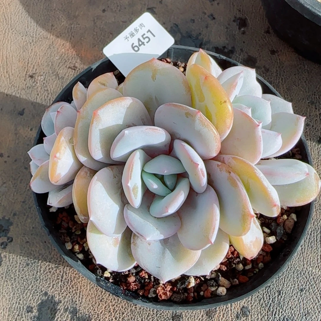 奶茶无砍，6451多肉植物