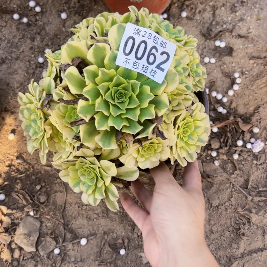 绿美杜莎多肉植物法师0062