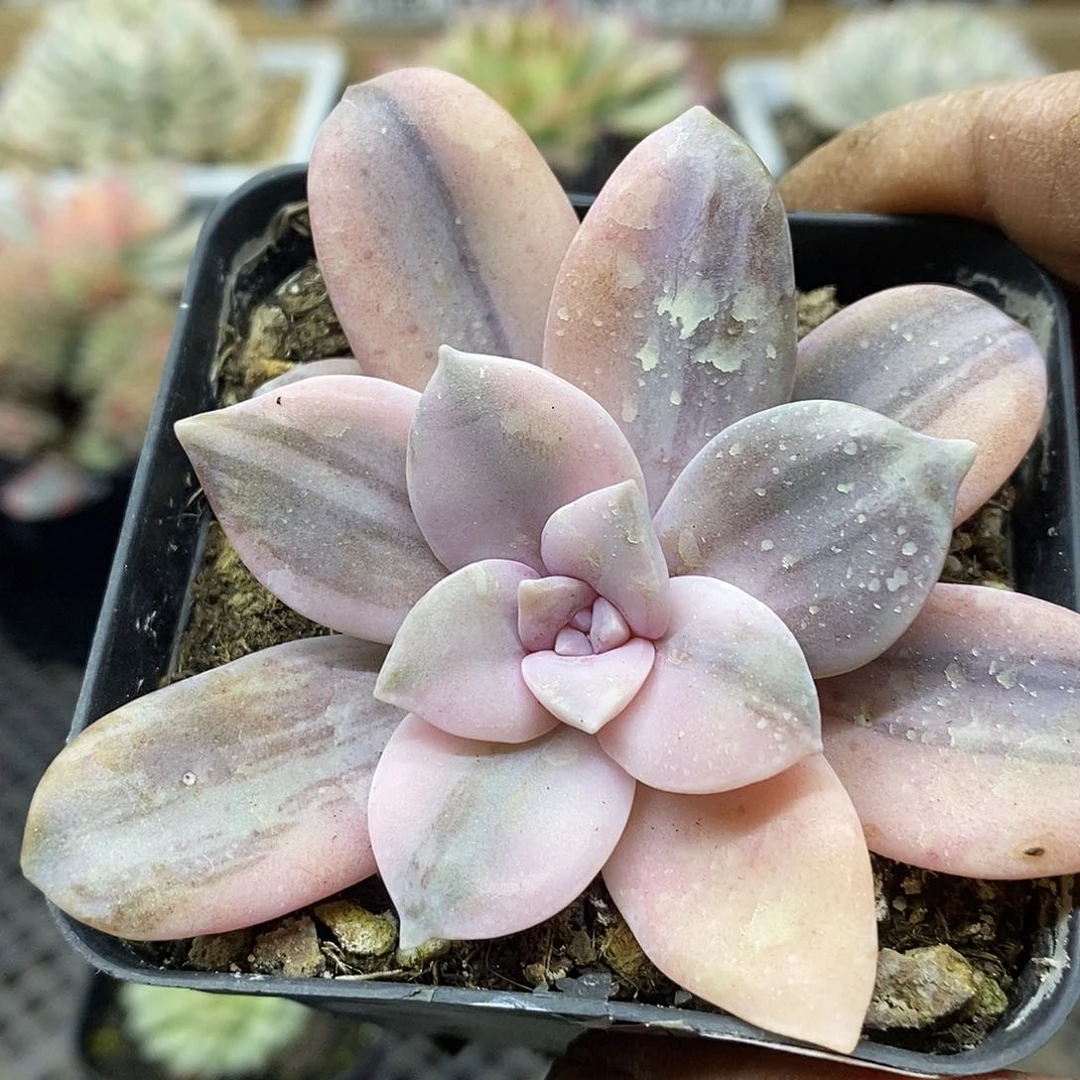 3025 华丽风车花脸锦