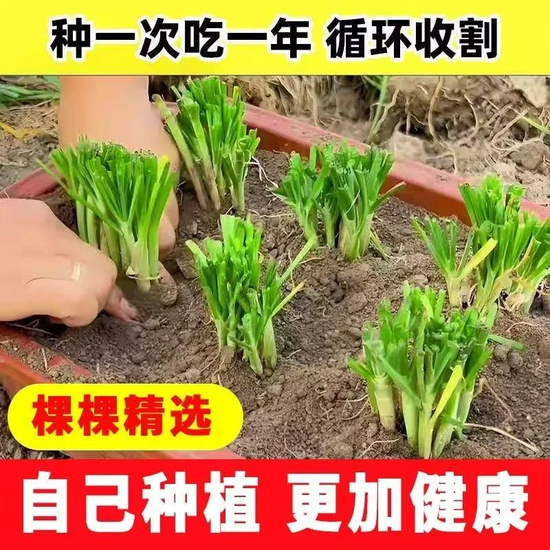 【宽叶红根韭菜苗】四季韭菜根苗阳台庭院种植食用韭菜苗盆栽根