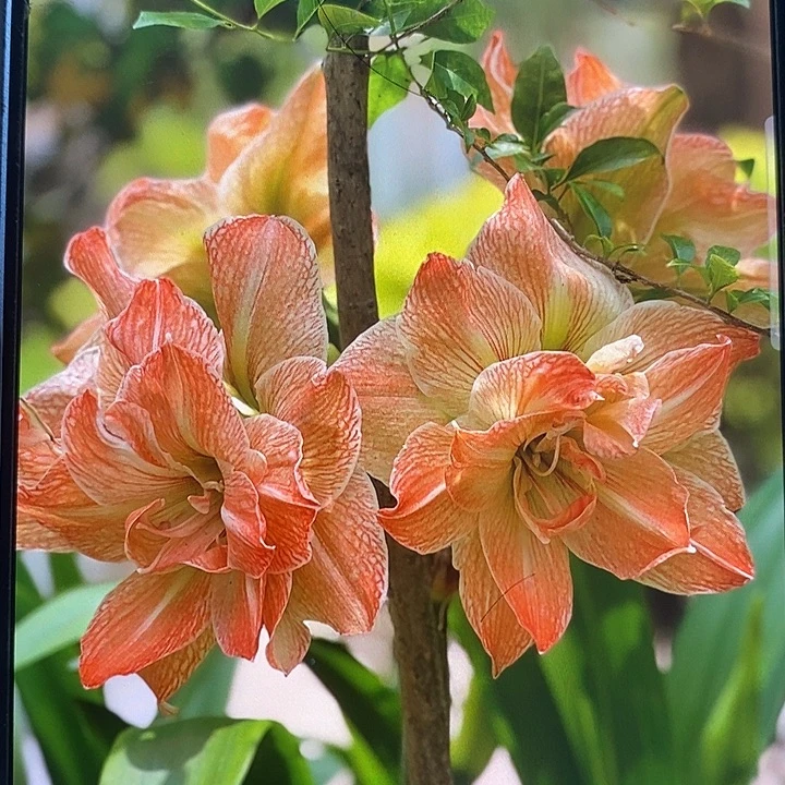 异域仙女5厘米朱顶红