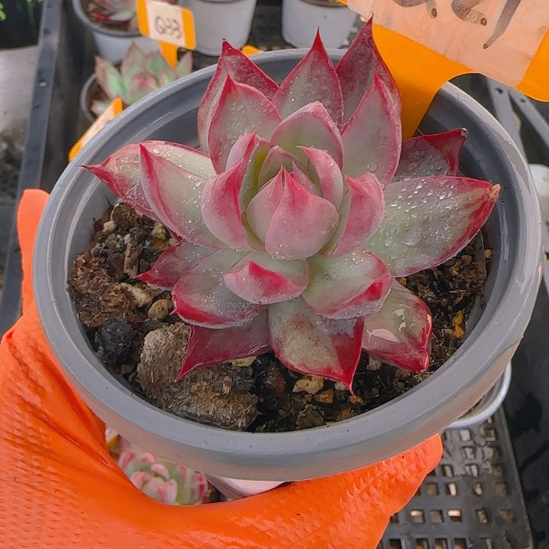 Q21 惊鸿仙子多肉