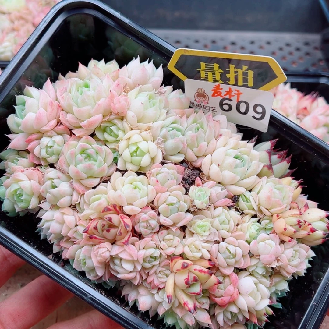 多肉植物多肉植物