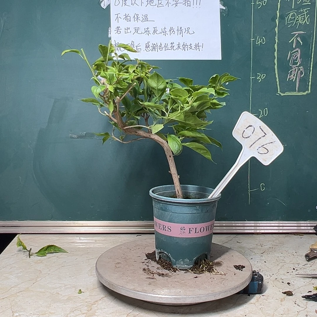 完全开放造型 抹茶 076