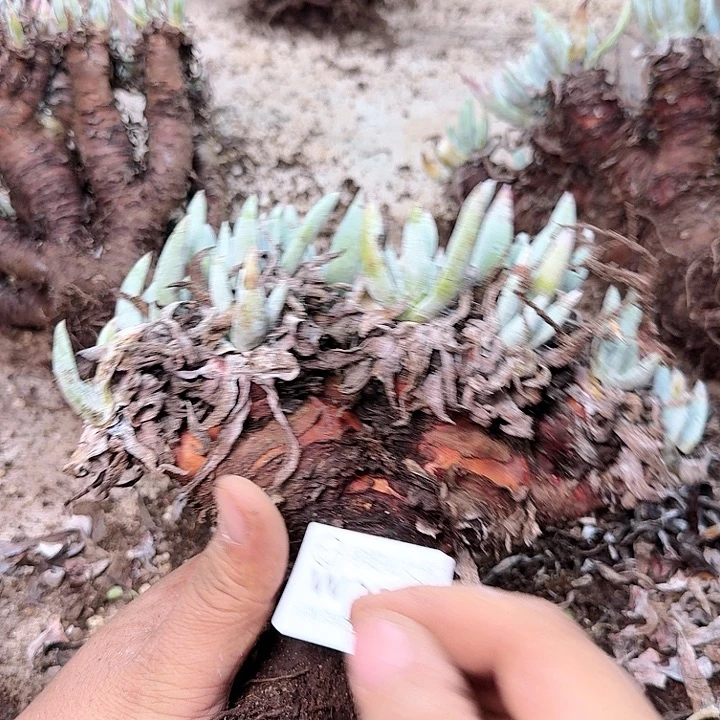 2318墨染一白菊多肉
