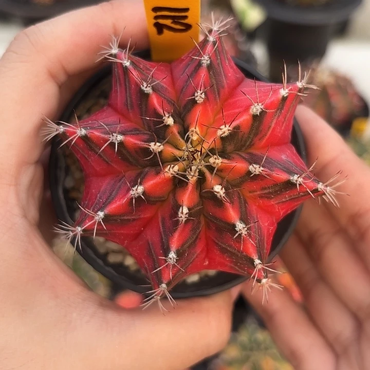 泰国米哈112-0102