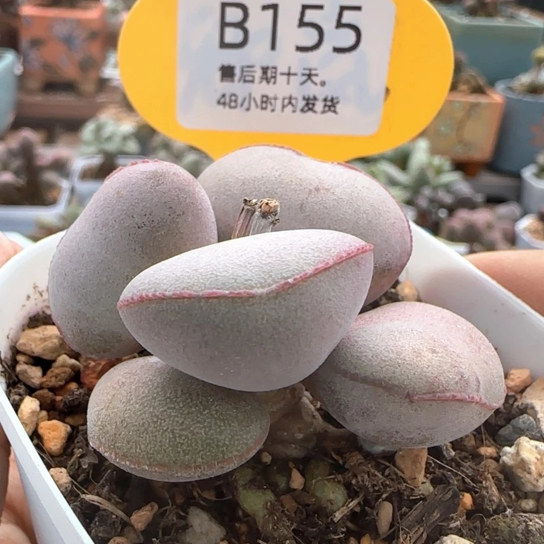 福利。     155。