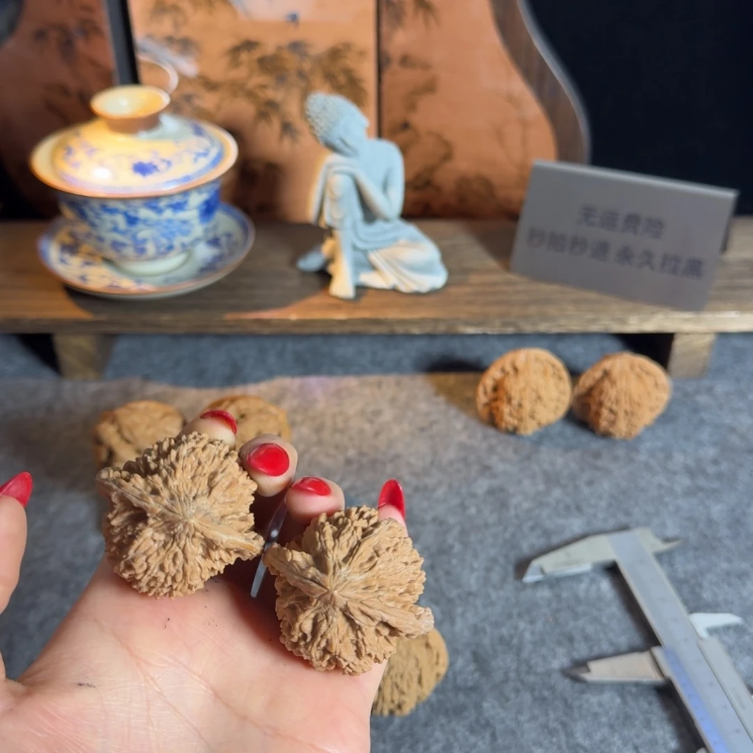 全品44红皮满天星白茬