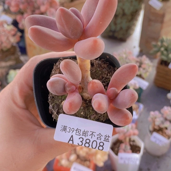 糖果美人老桩6cm3808多肉植物