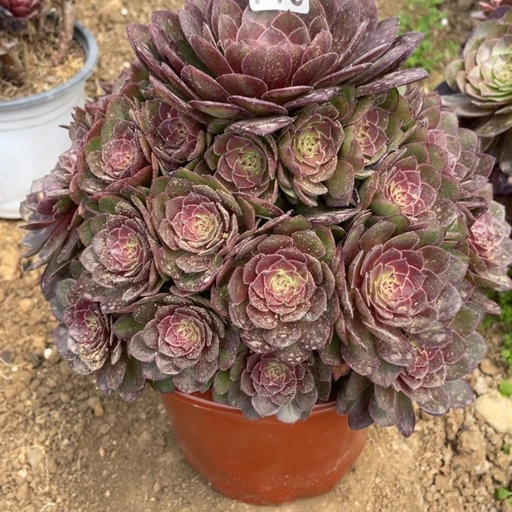 开**好718多肉植物红魔