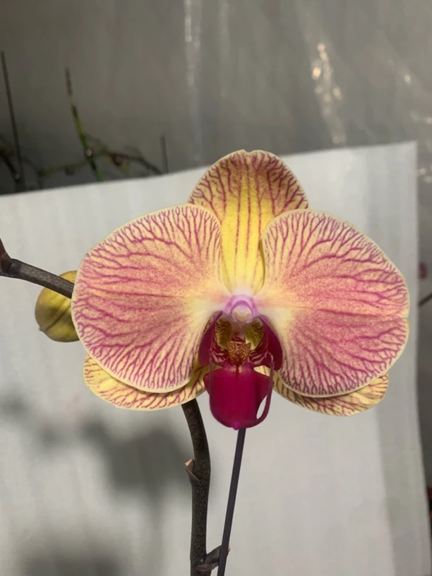 蝴蝶兰-和玄苗子3.5寸杯（无花无梗）