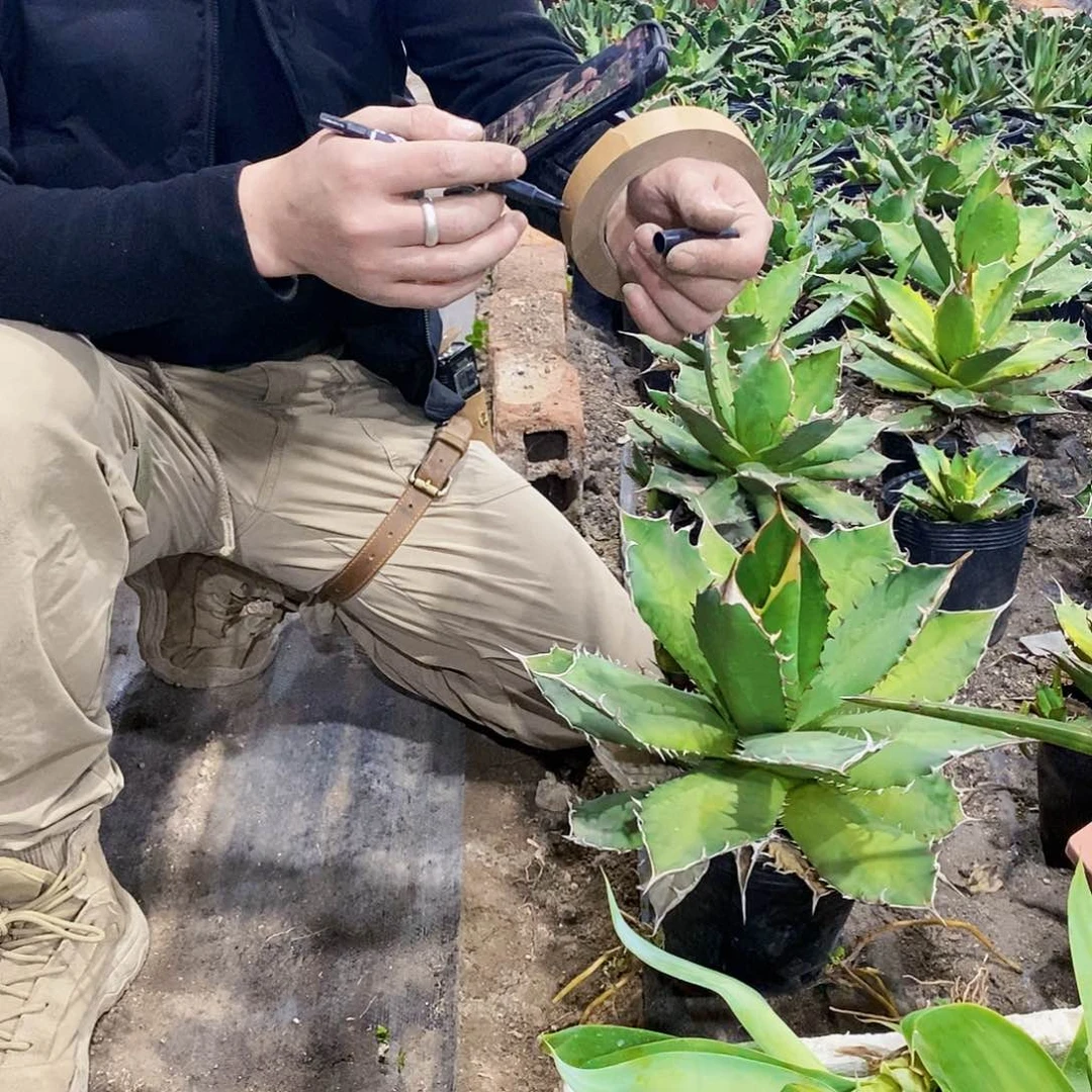 ꧁****꧂3663蓝霸王一颗