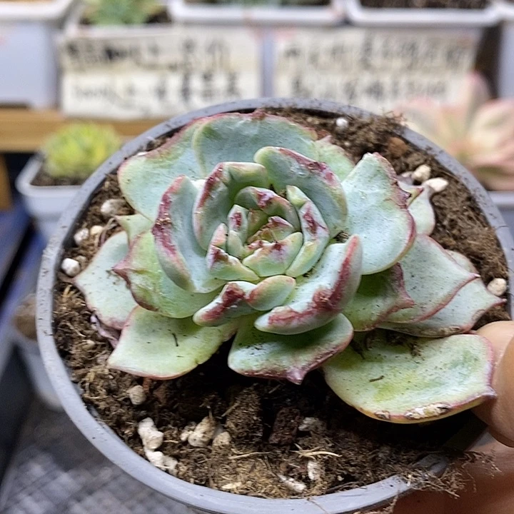 02204 可爱熊杂交