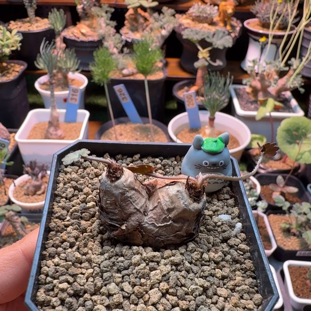 肾叶洋葵葵575 仙人球