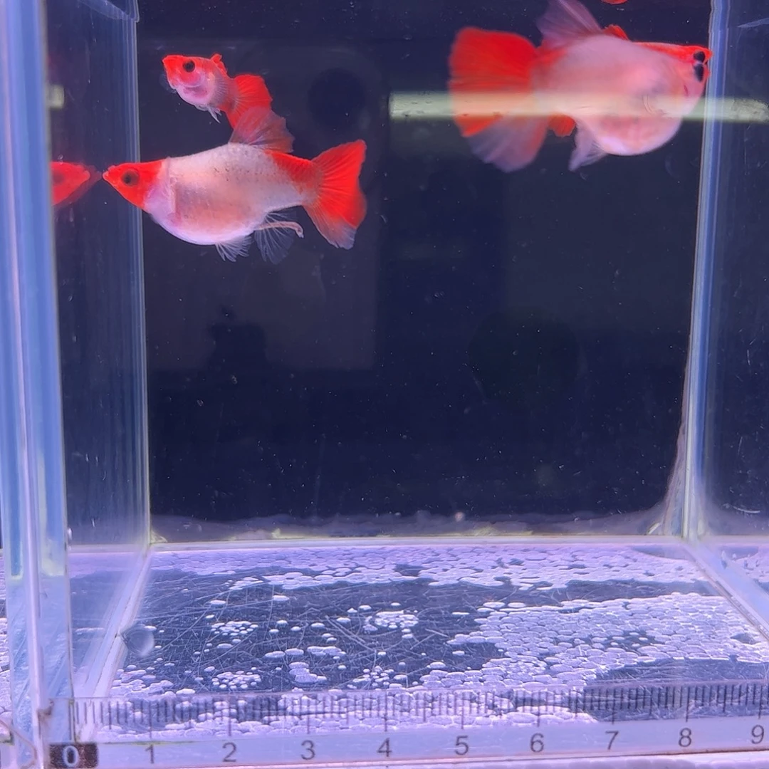 余***川孔雀鱼红头玻璃猫短球种鱼2对