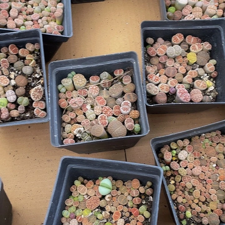 10方大盆生石花6.8带盆