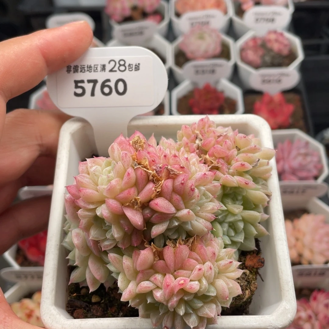 东云缀5760-9.5厘米