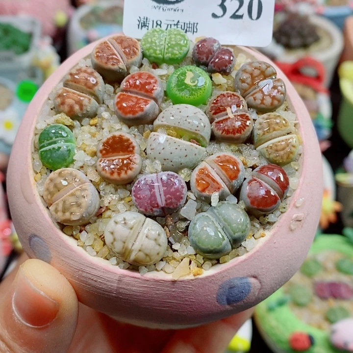 生石花花花花花花花320