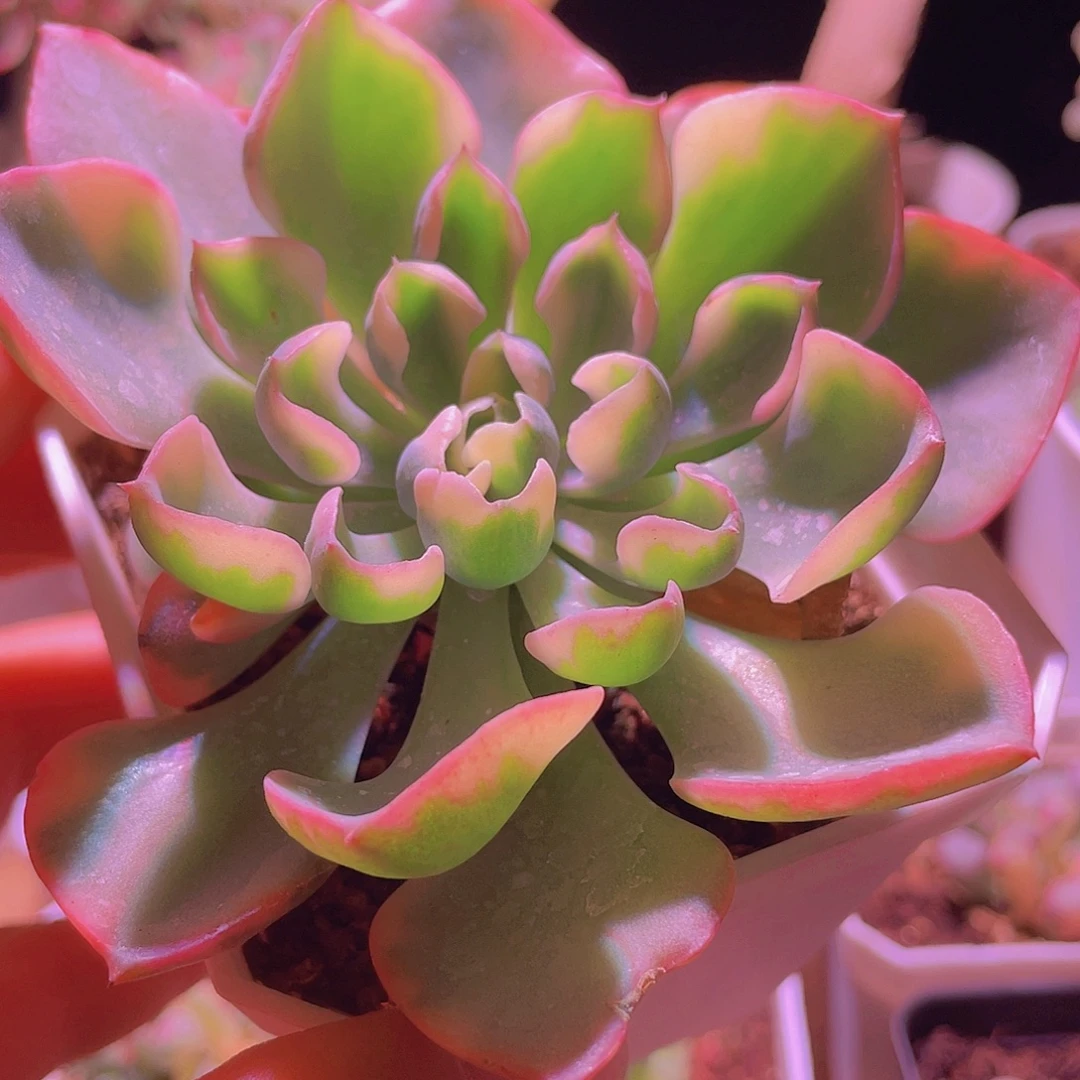 无花朵雨滴锦！泪无痕基因优良