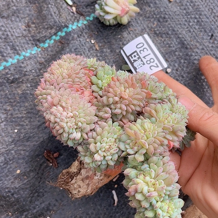 白胖子缀28130多肉植物