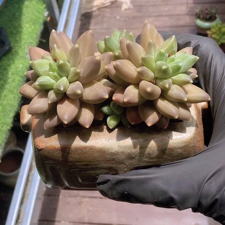 韩版乌拉克拉一颗
