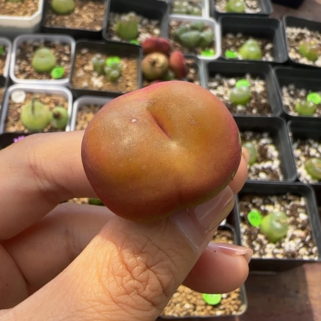 水蜜桃3.1（小瑕疵）489