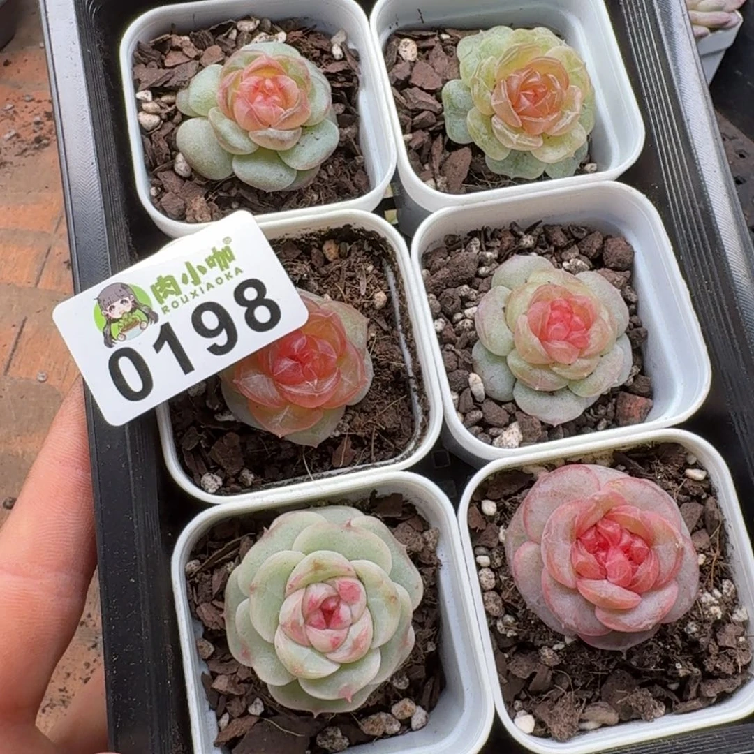暖****多肉植物多肉植物