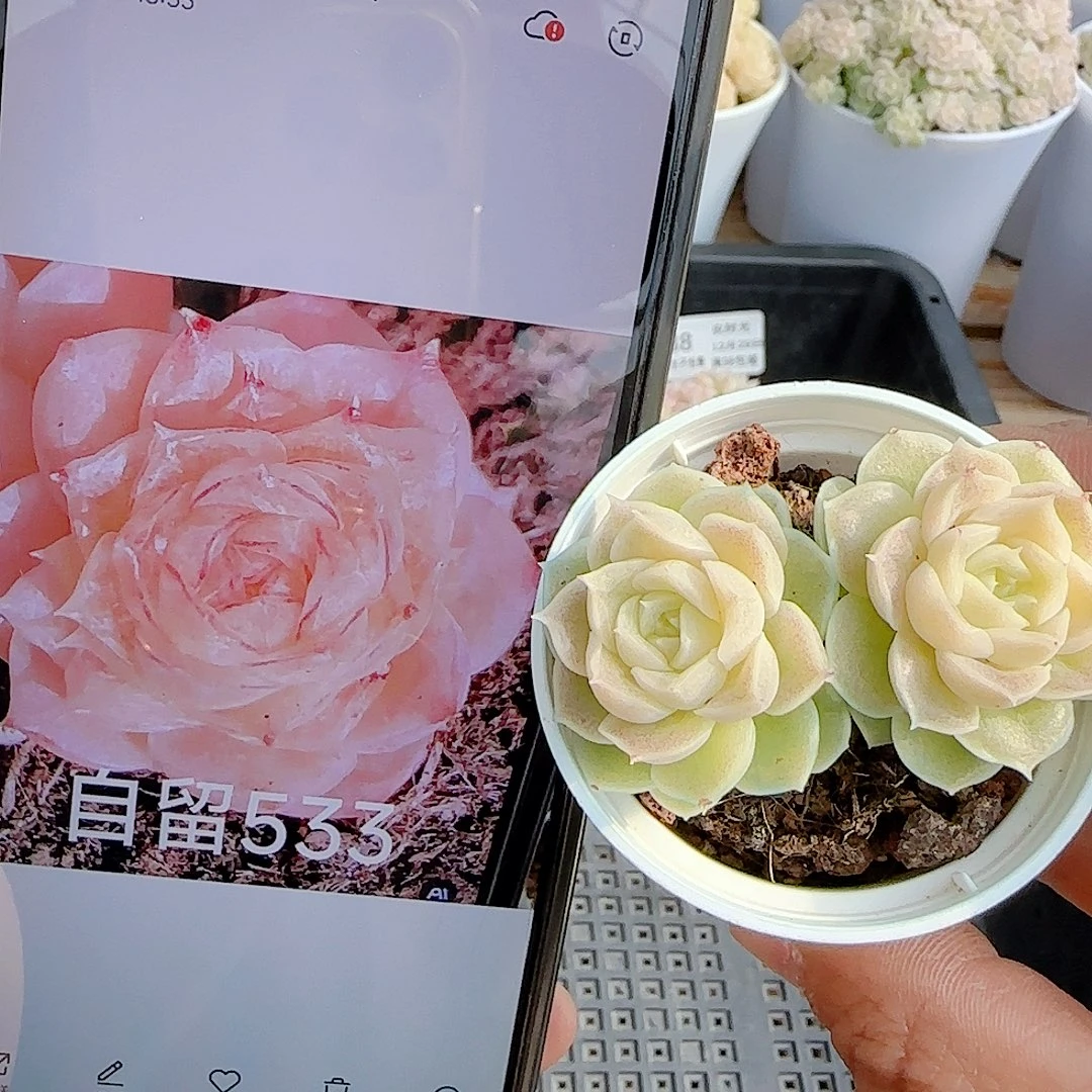 1229-41（自留533）优选