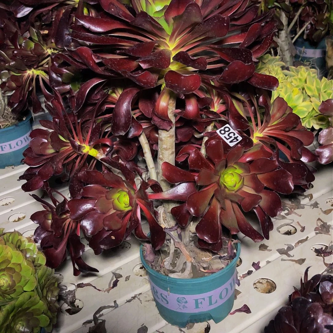 法师法师3–14%包邮法师