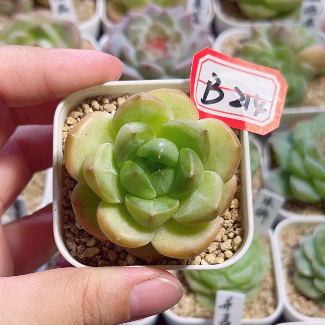 B214 一物一拍 无名氏