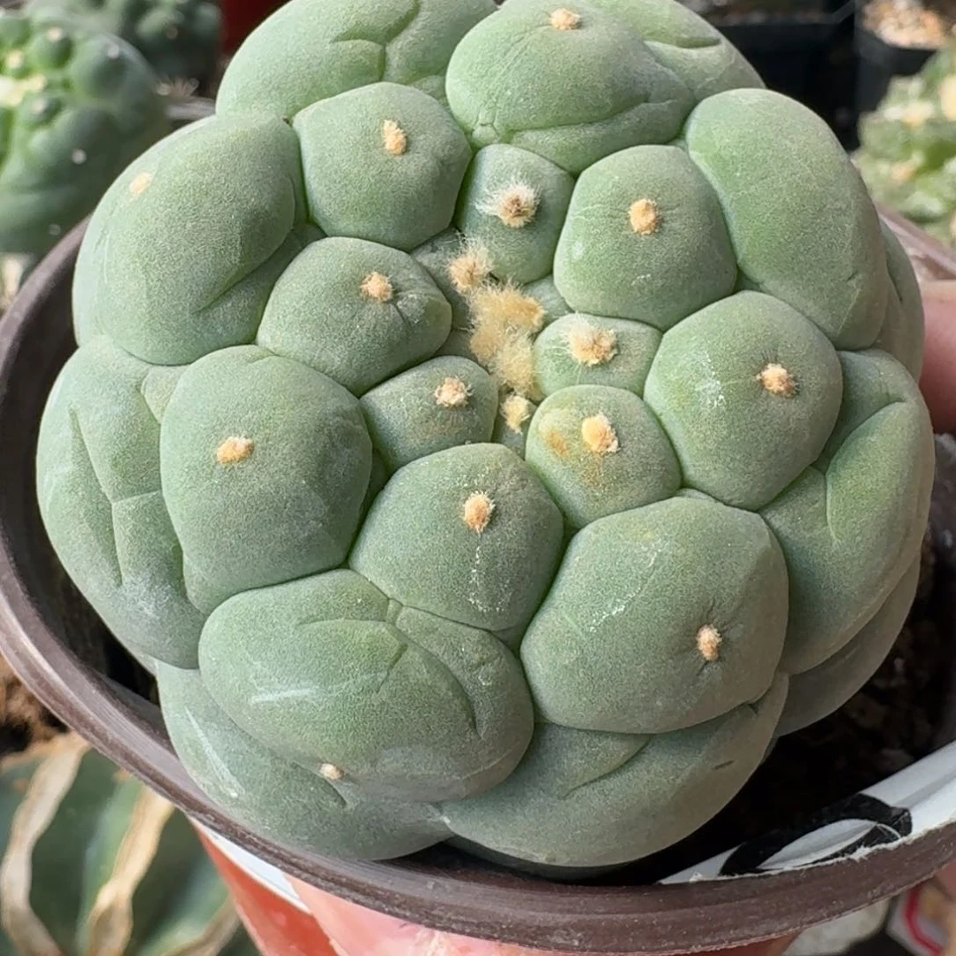 【闪购商品】苗接超白大尤鲜362