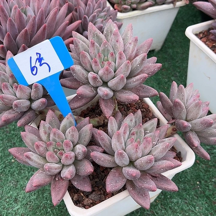6美人带盆一个多肉植物