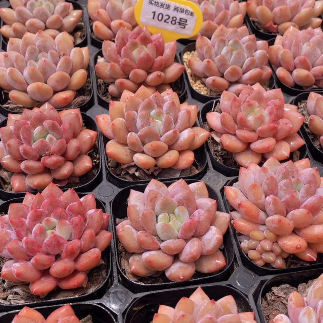 1028号 肥胖粉透半夏单头一个