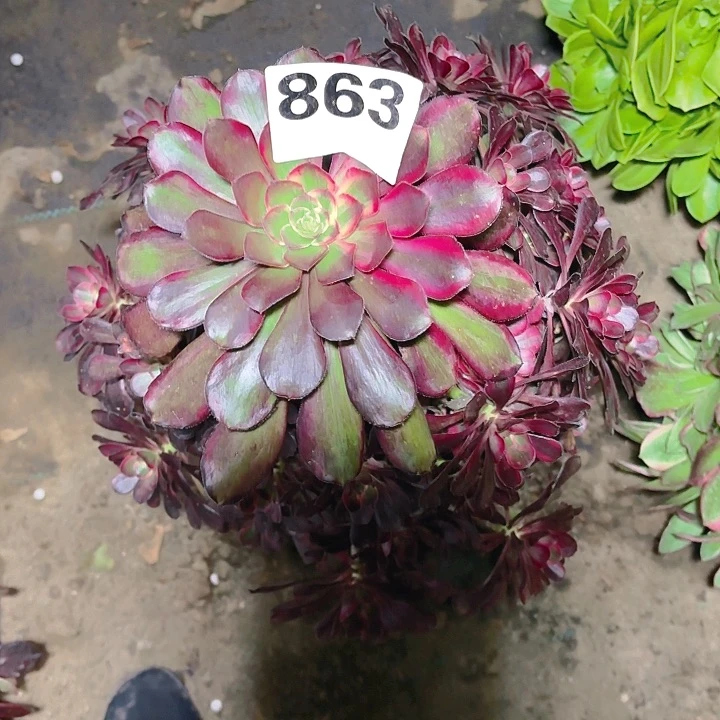 【闪购商品】863丽娜2-12