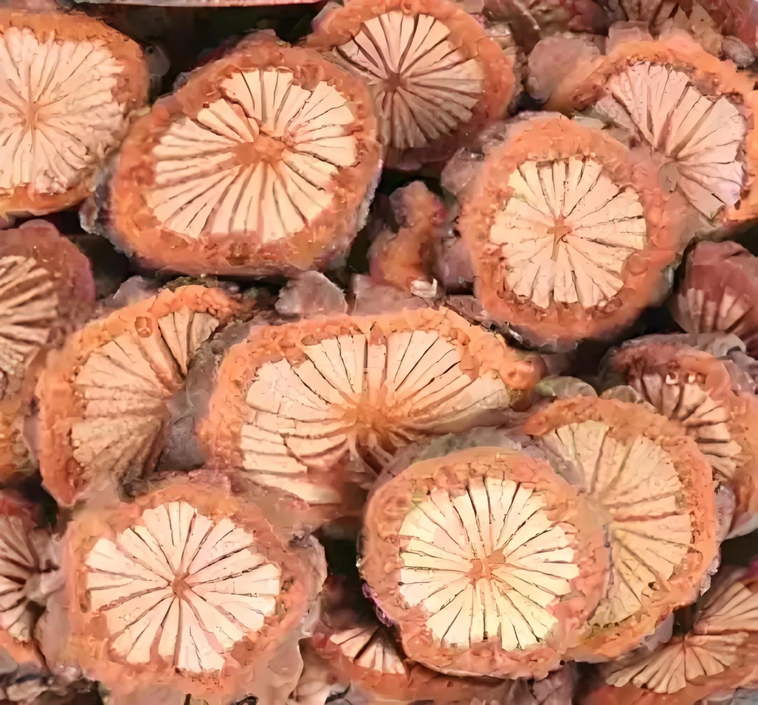 老周山货   三通汤— 红藤有名— （血塞通）