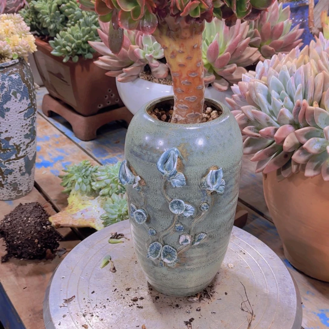 *****多肉植物保护研究所所长