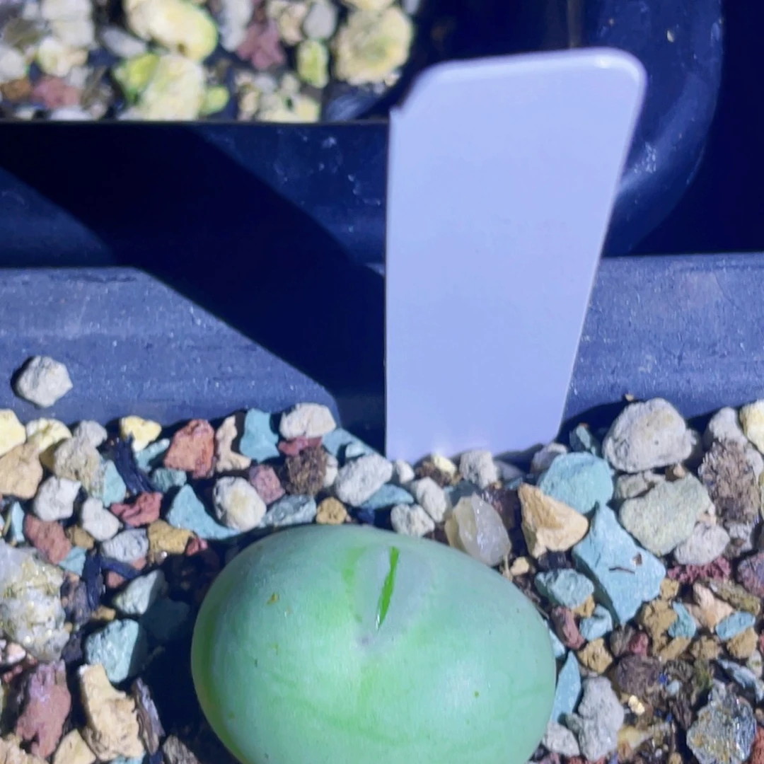 白花大g植物一物一拍
