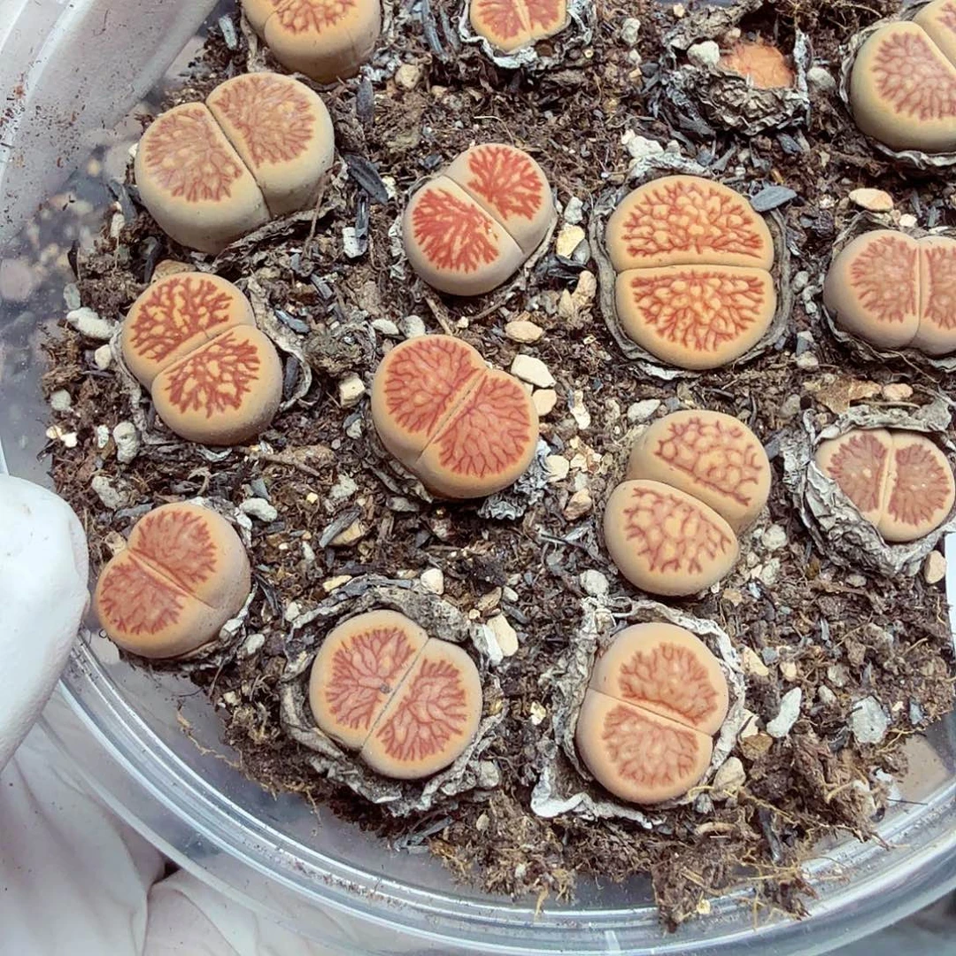 是因为她没有勇气跟他们分开502这个