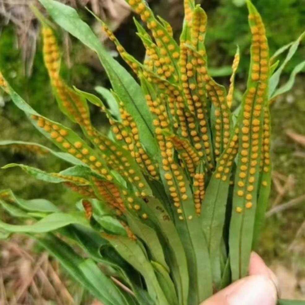 长白山野生嗷嗷叫黄金草新鲜纯野生化石草山货泡水