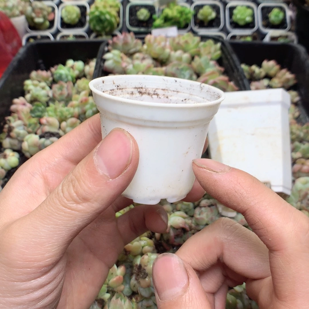 无花朵50个一份白圆盆yyyyyy