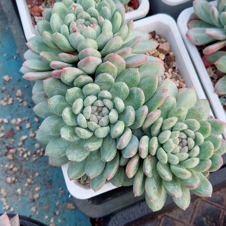 精品多肉植物老桩随机发一棵百搭翡翠